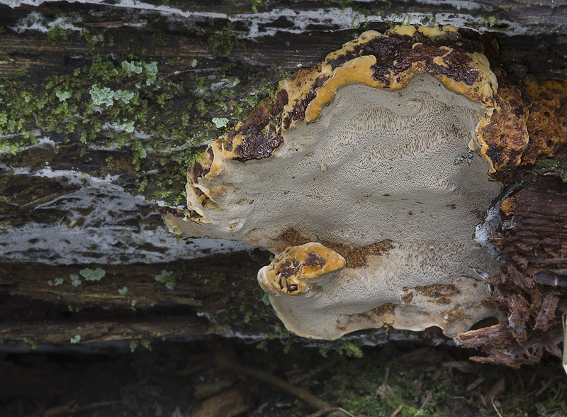 Phellinus nigrolimitatus